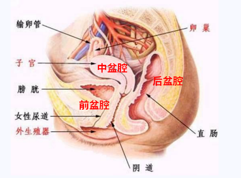 產后盆底康復，要不要做？